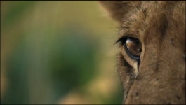 Predators - Season 01 Episode 03